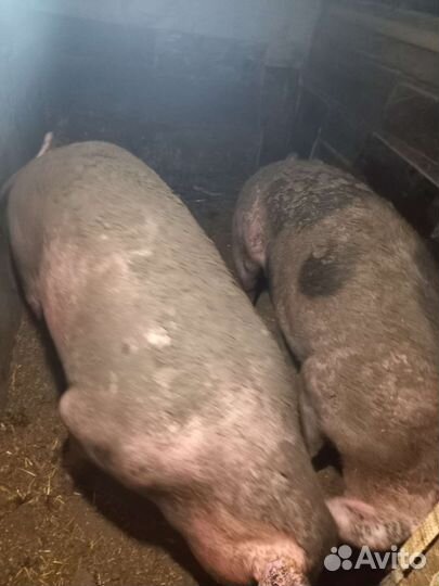 Свиньи живым весом