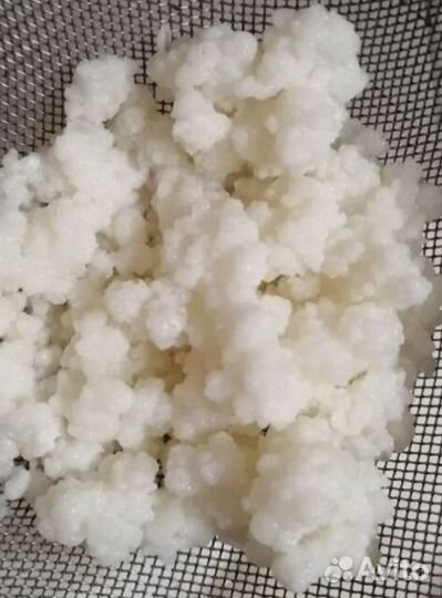 Молочный гриб(тибетский)