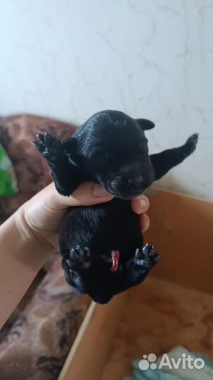 Щенки лабрадора без документов
