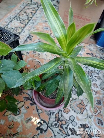 Комнатные цветы