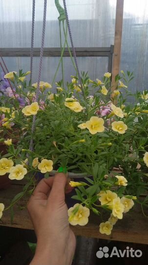 Рассада однолетних цветов