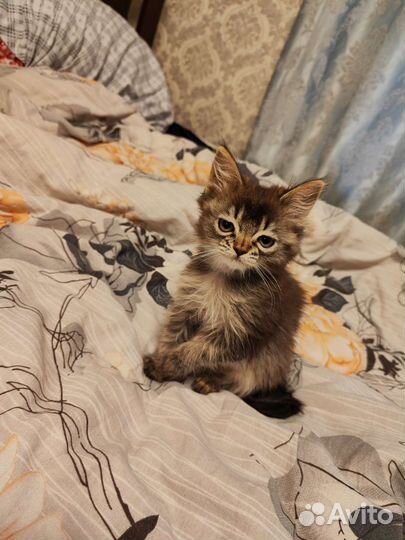 Котята норвежская лесная