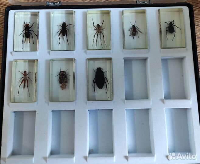 Насекомые и их знакомые