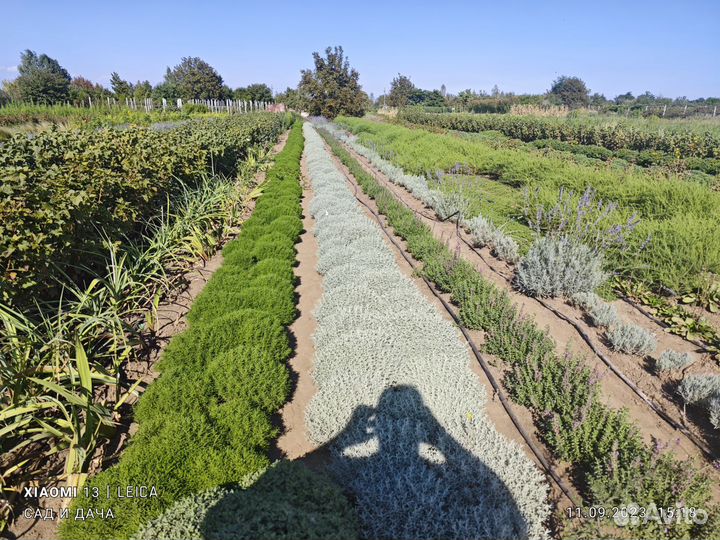 Реализуем саженцы всех видов