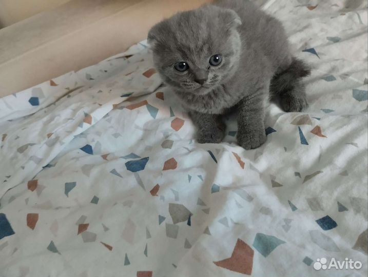 Британские вислоухие котята