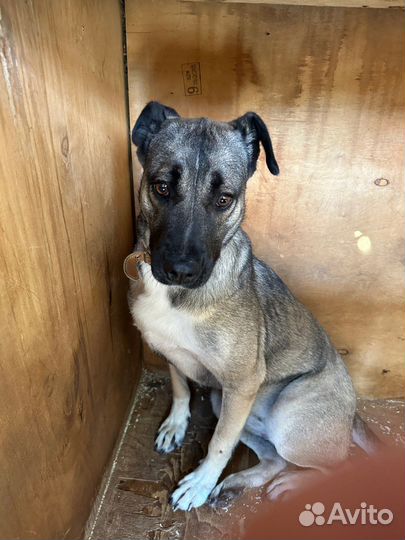 Собачка из приюта верит, что её заберут домой