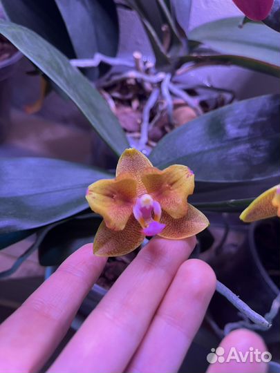 Орхидея бабочка
