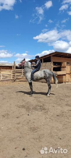 Жеребец орловский рысак