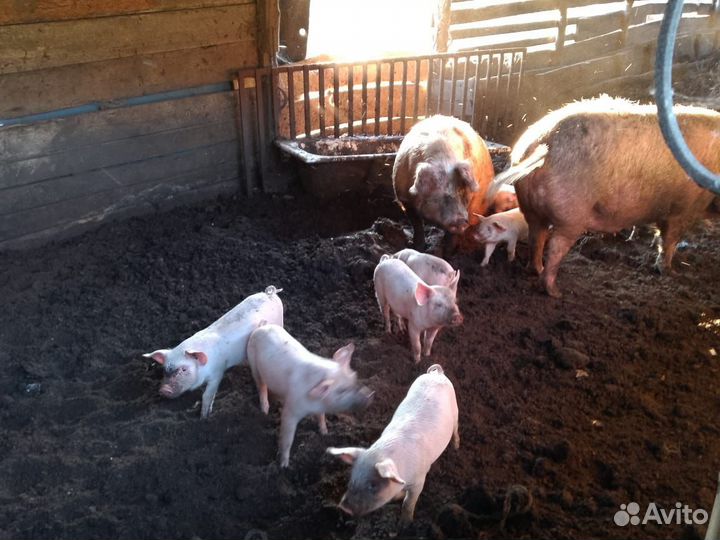 Поросята