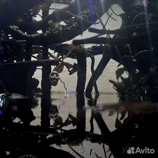 Палюдариум