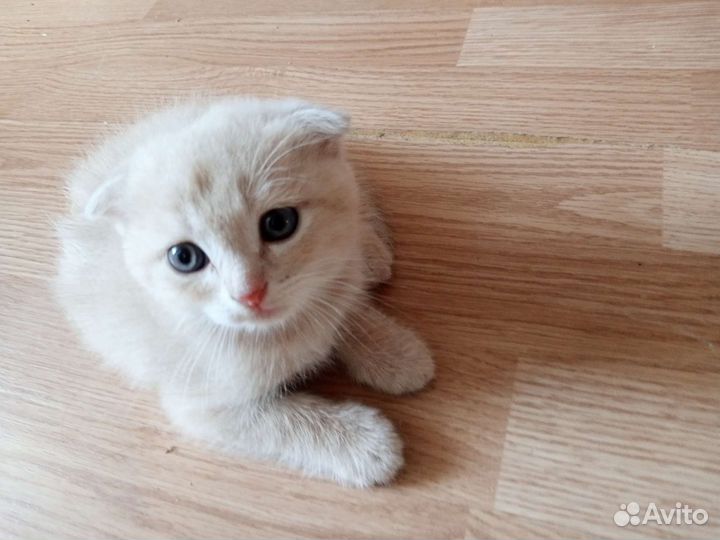 Вислоухие котята