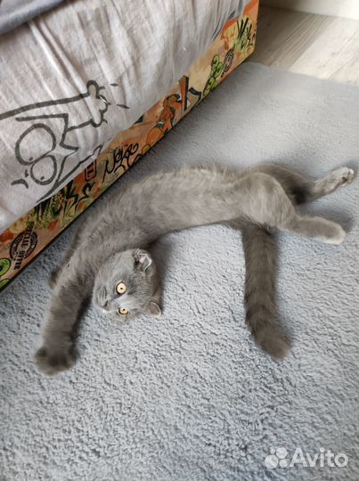 Отдадим котика