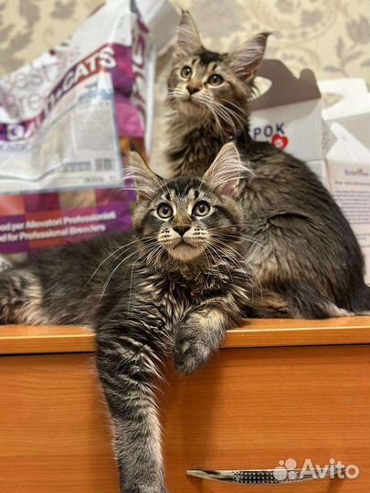 Котенок мейн-кун (девочка)