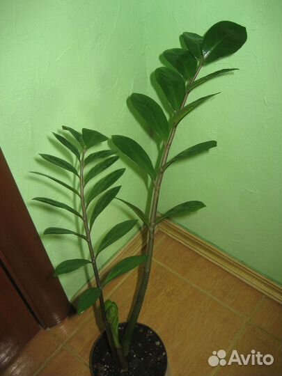 Замиокулькас