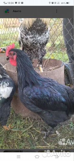 Молодые петушки