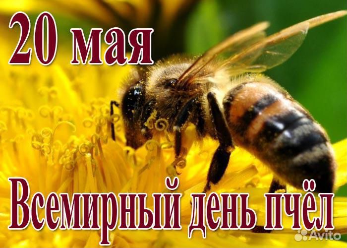Домашние животные