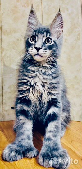 Котята мейн-кун полидакты вязка