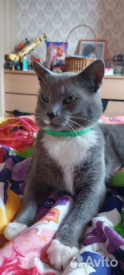 Годовалый котик в заботливые руки