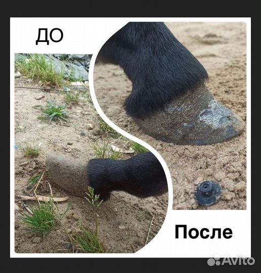 Расчистка копыт