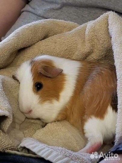 Передержка животных