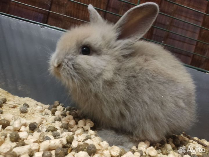 Ручные крольчата