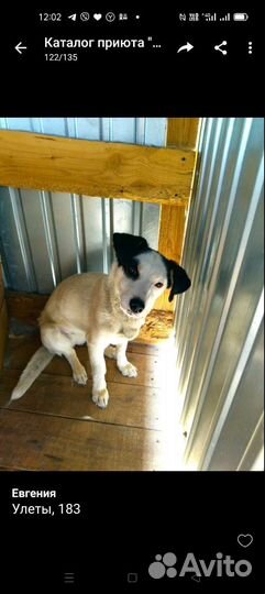 Заберите собаку из приюта
