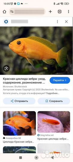 Аквариумные рыбки цихлиды