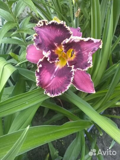 Лилейники сортовые