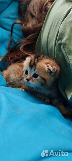 Котята золотая шиншилла