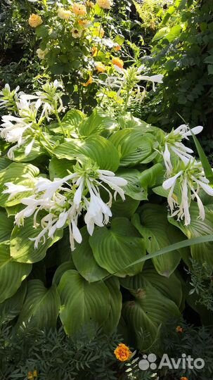 Уличные цветули и фиалки