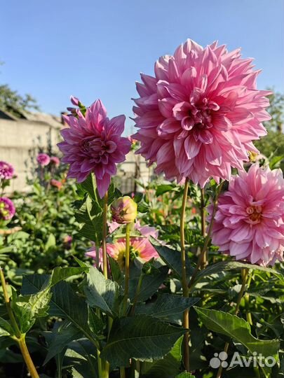 Георгины клубни