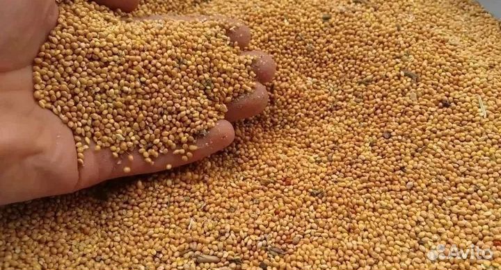 Просо красное