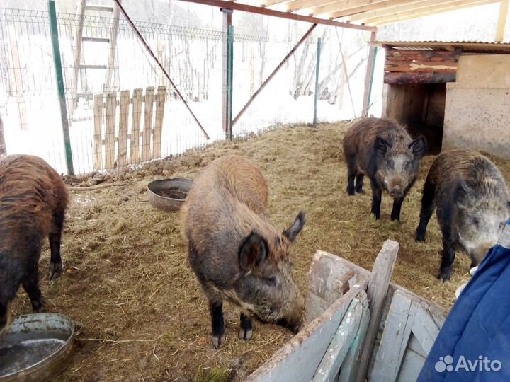 Кабаны взрослые