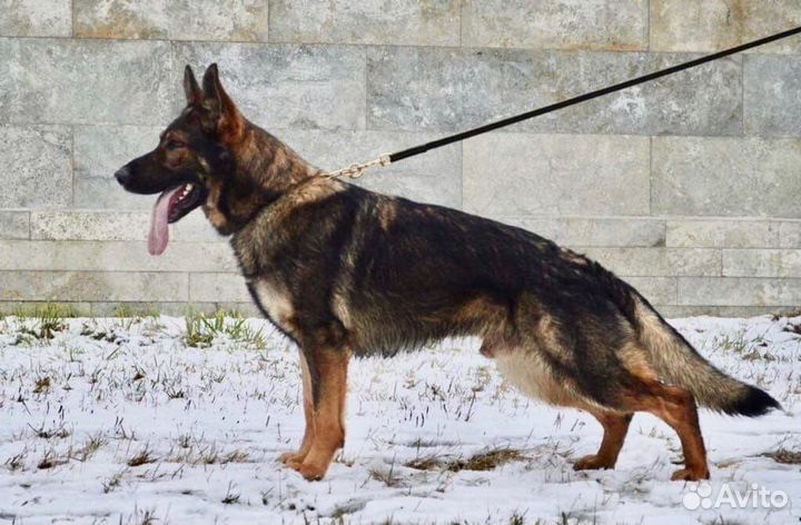 Щенки немецкой овчарки