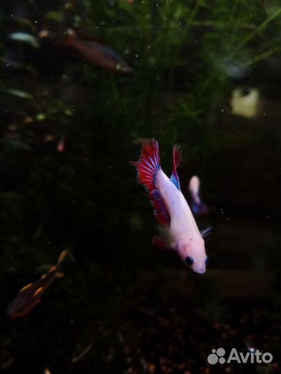 Рыбка петушок