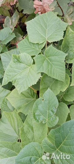 Павловиния