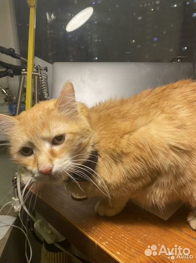 Gps-ошейник для кошек и собак 