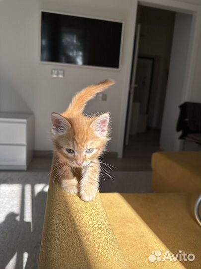 Коненок с добрые руки