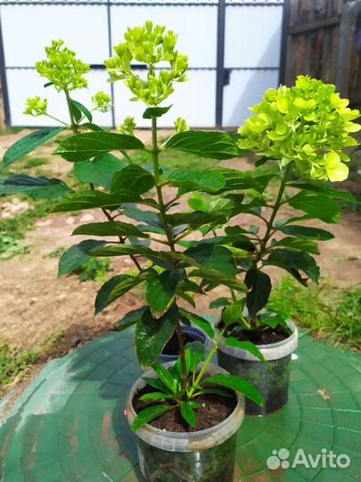 Гортензия саженцы