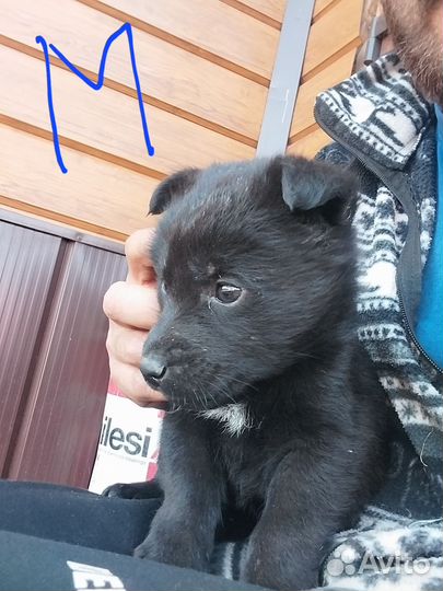 Собака