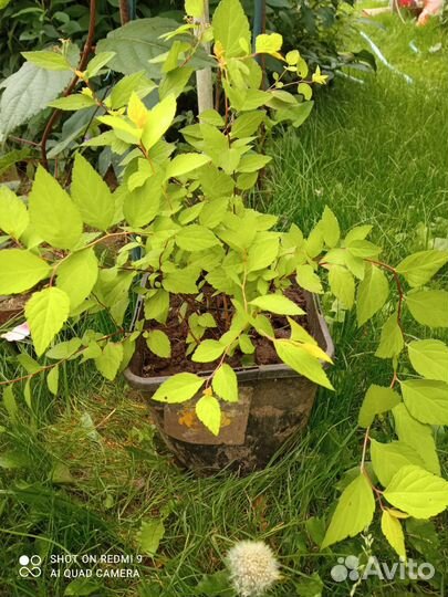 Спиреи японские Голден Принцесс и Золотой огонь