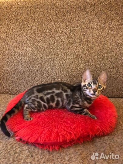 Бенгальские котята