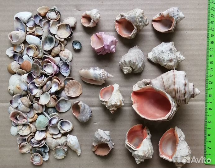 Ракушки для декора, поделок
