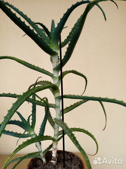 Продам лечебный алоэ