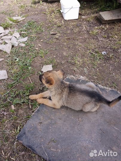 Продам щенков европейской овчарки