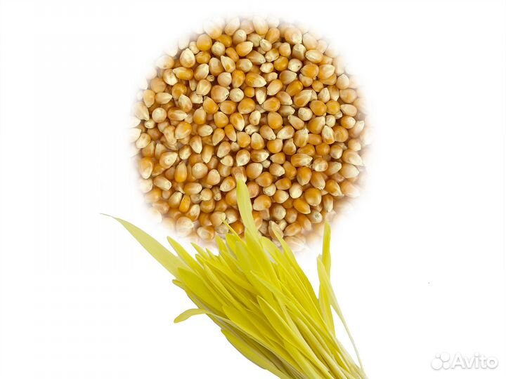 Семена Микрозелень от 100 грамм