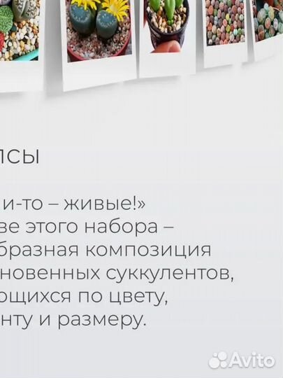 Суккуленты набор, живые камни