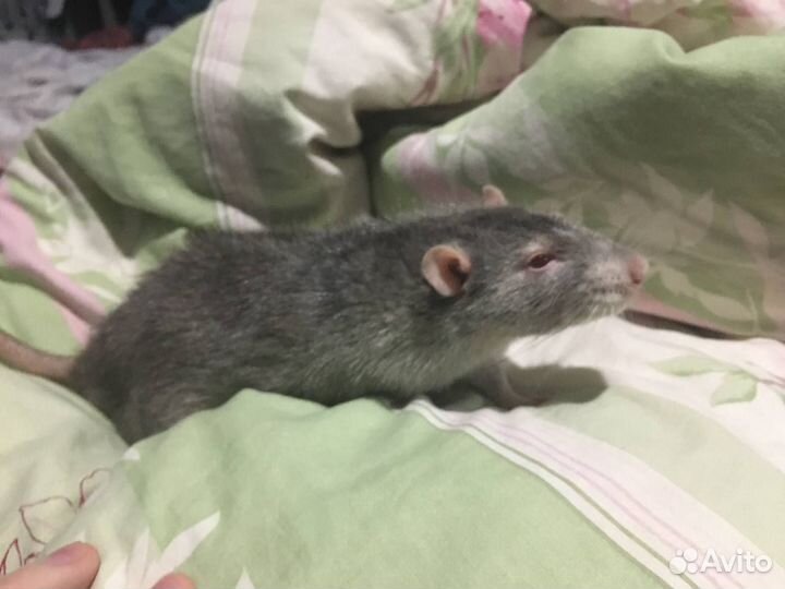 Крыса дэвил