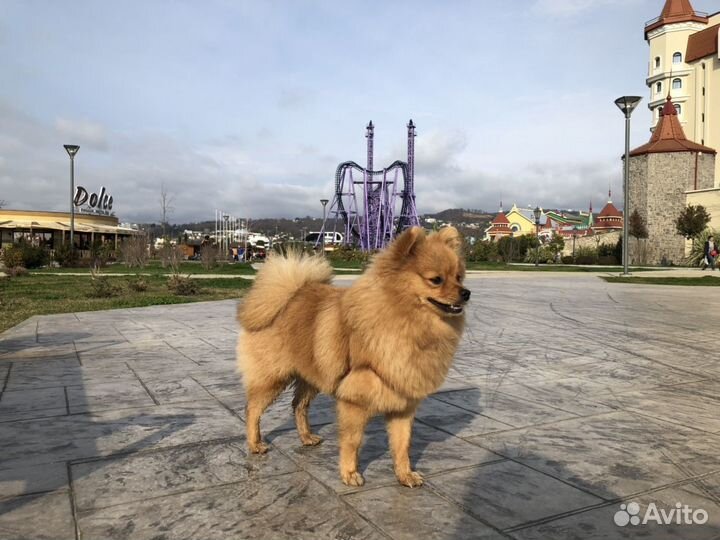 Вязка немецкий шпиц кобель