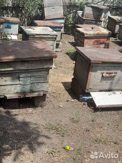Продам пчелосемьи с уликами